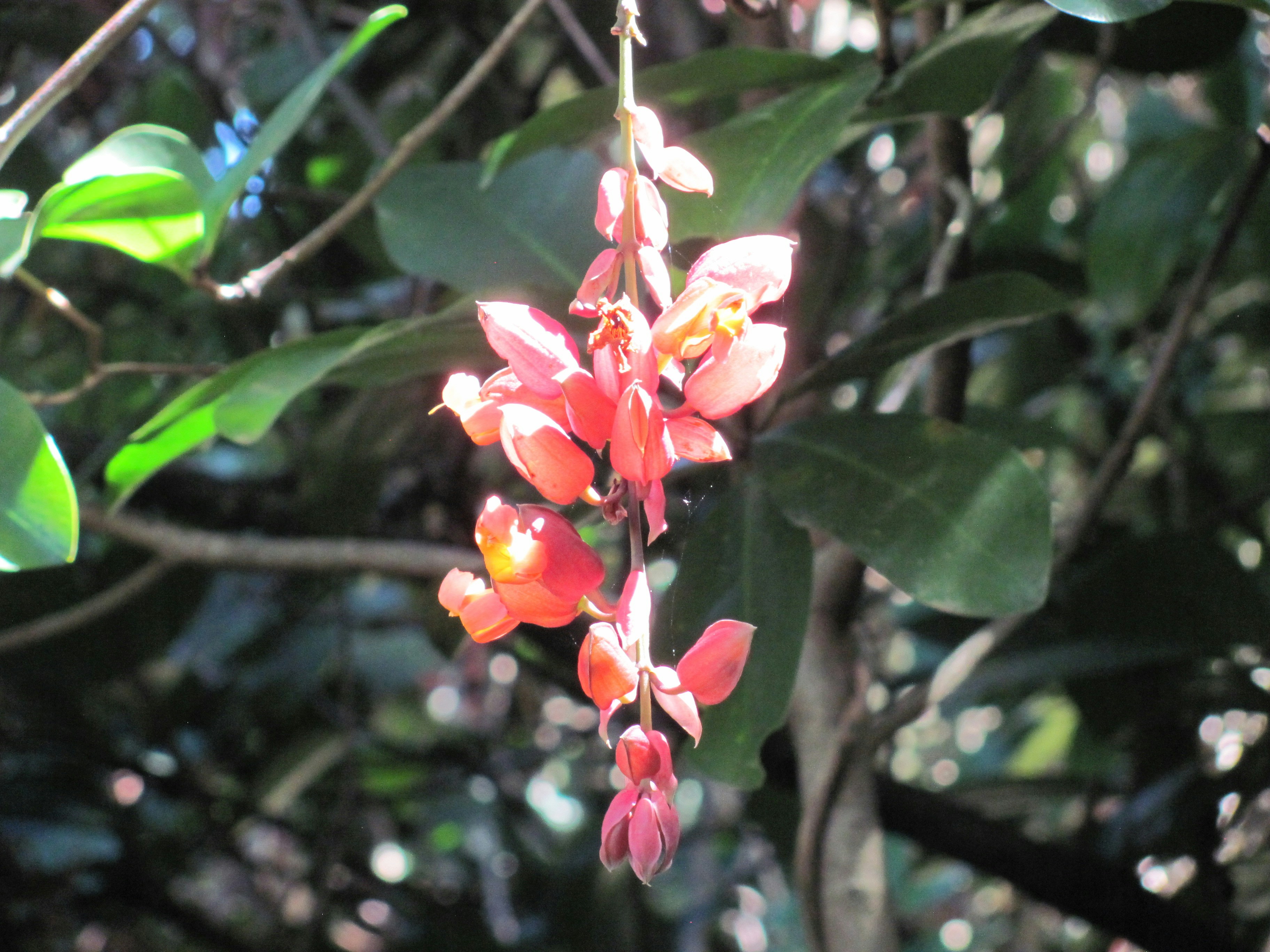 Photo by cherrysakura