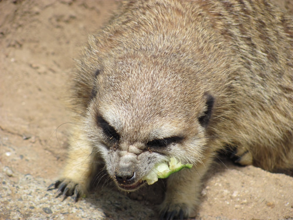 a meerkat eating a piece of lettuce