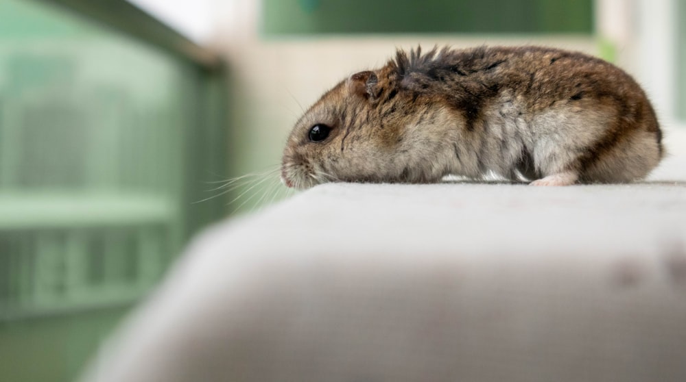 a small rodent sitting on top of a table