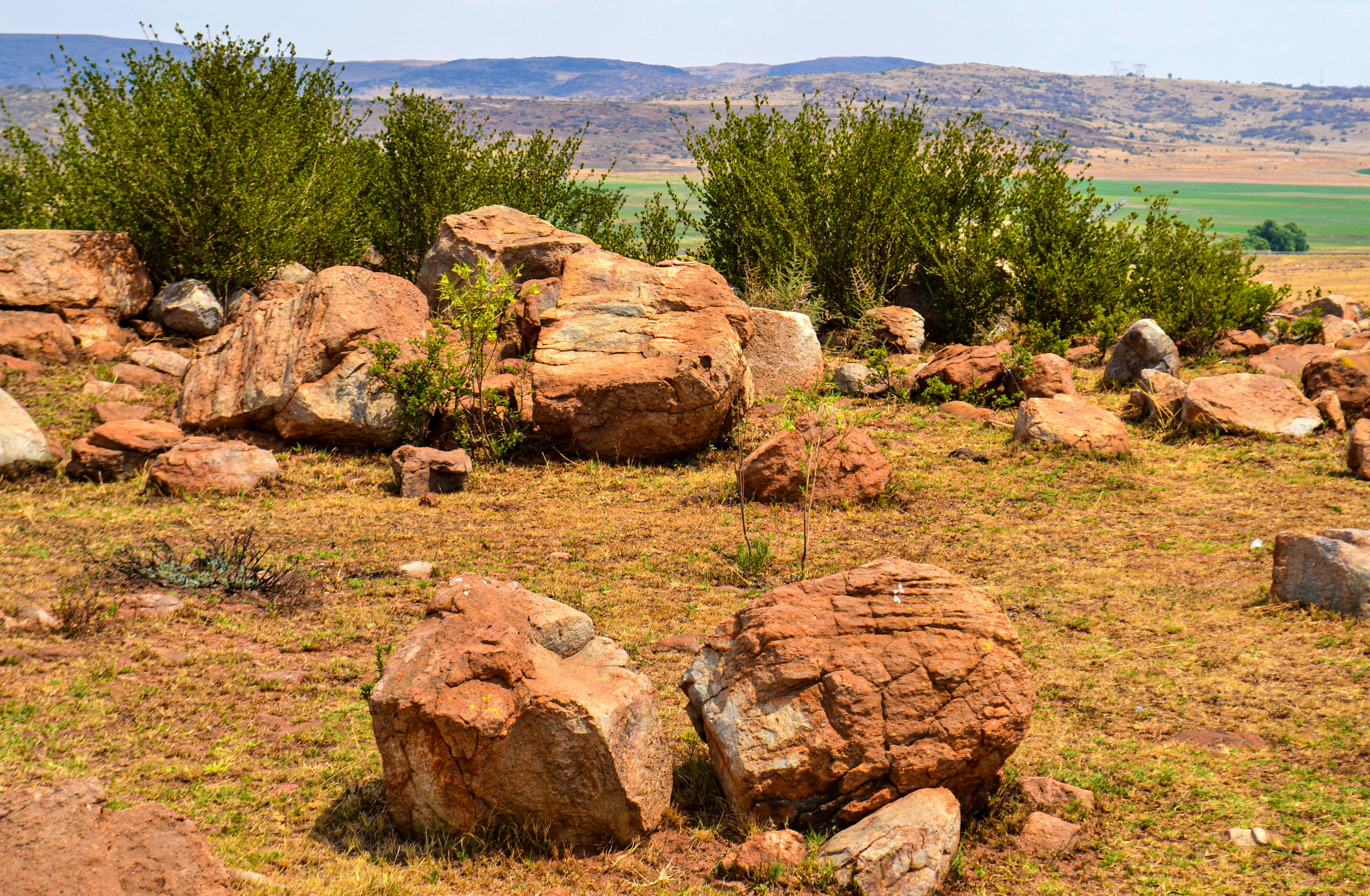 a field with rocks and plants in the middle of it