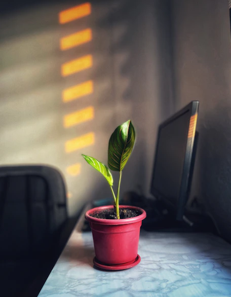 a small green plant in a red pot
