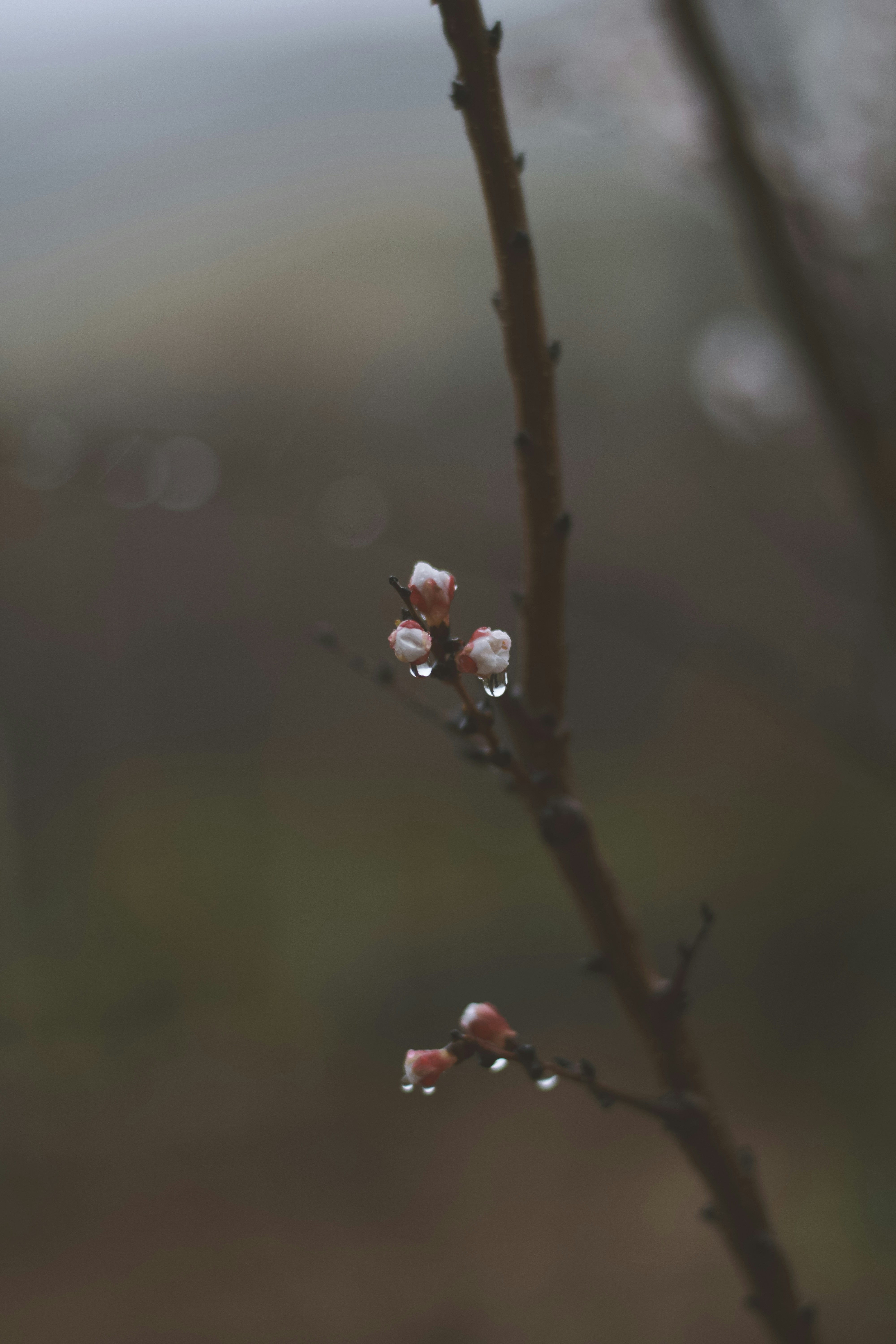 Photo by rfrsrh