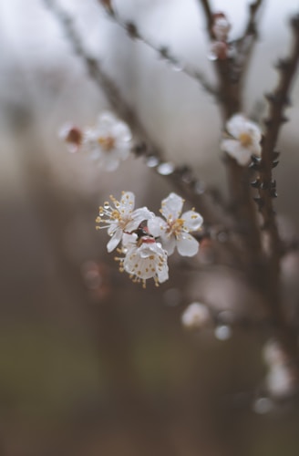 A serene and elegant image representing renewal during menopause.