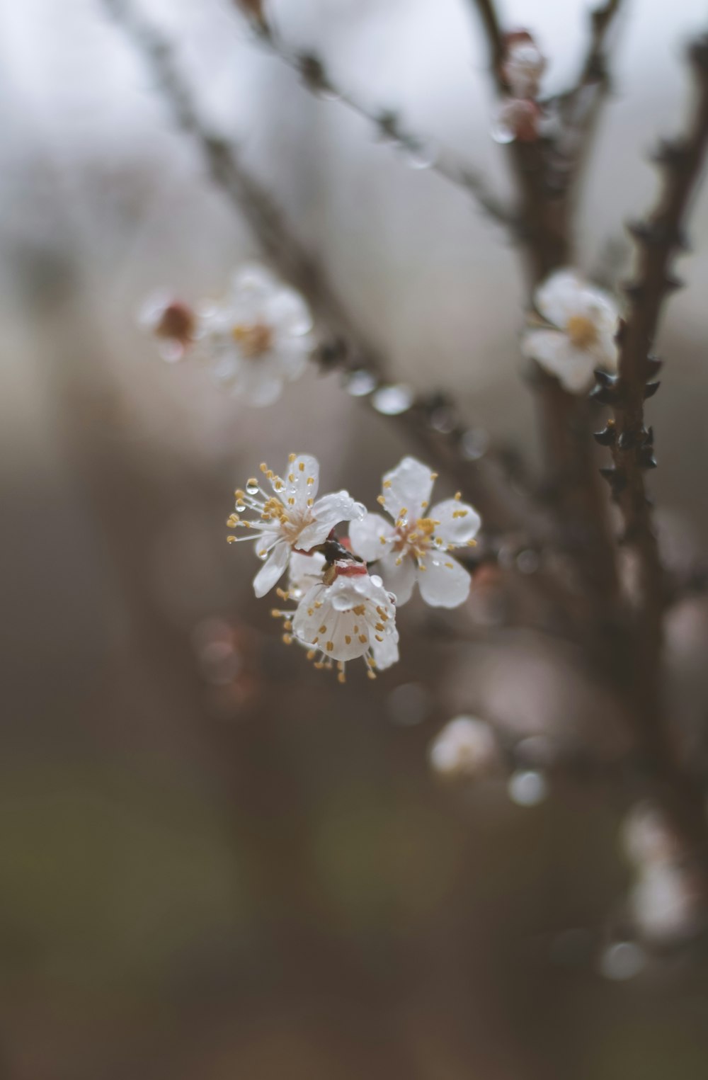 a close up of a flower on a tree