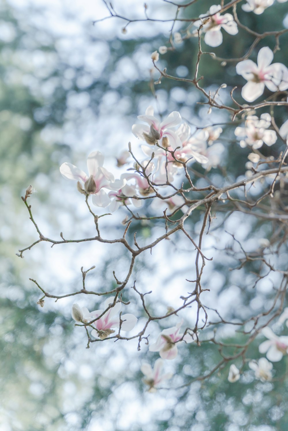 a bunch of flowers that are on a tree