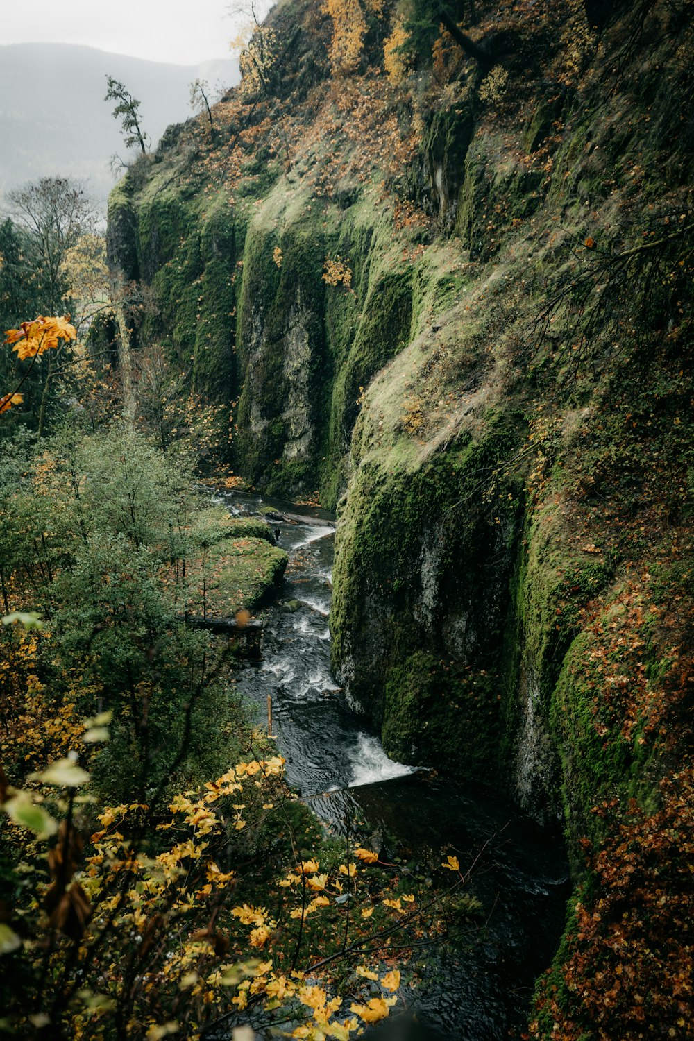 a river running through a lush green forest