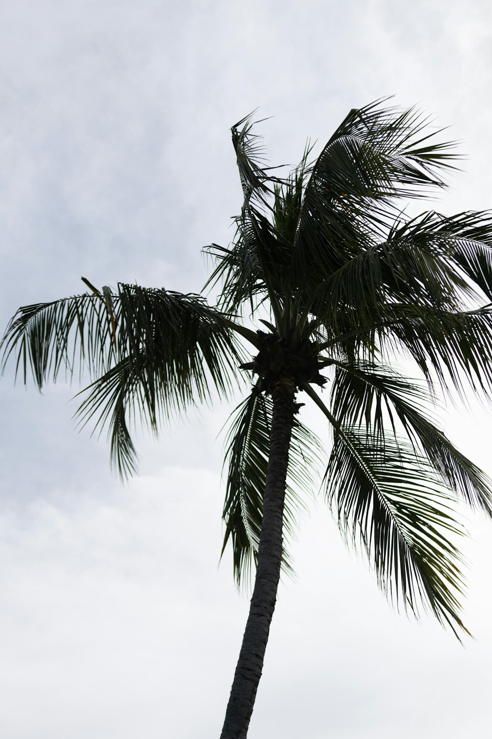 a beach with a palm tree