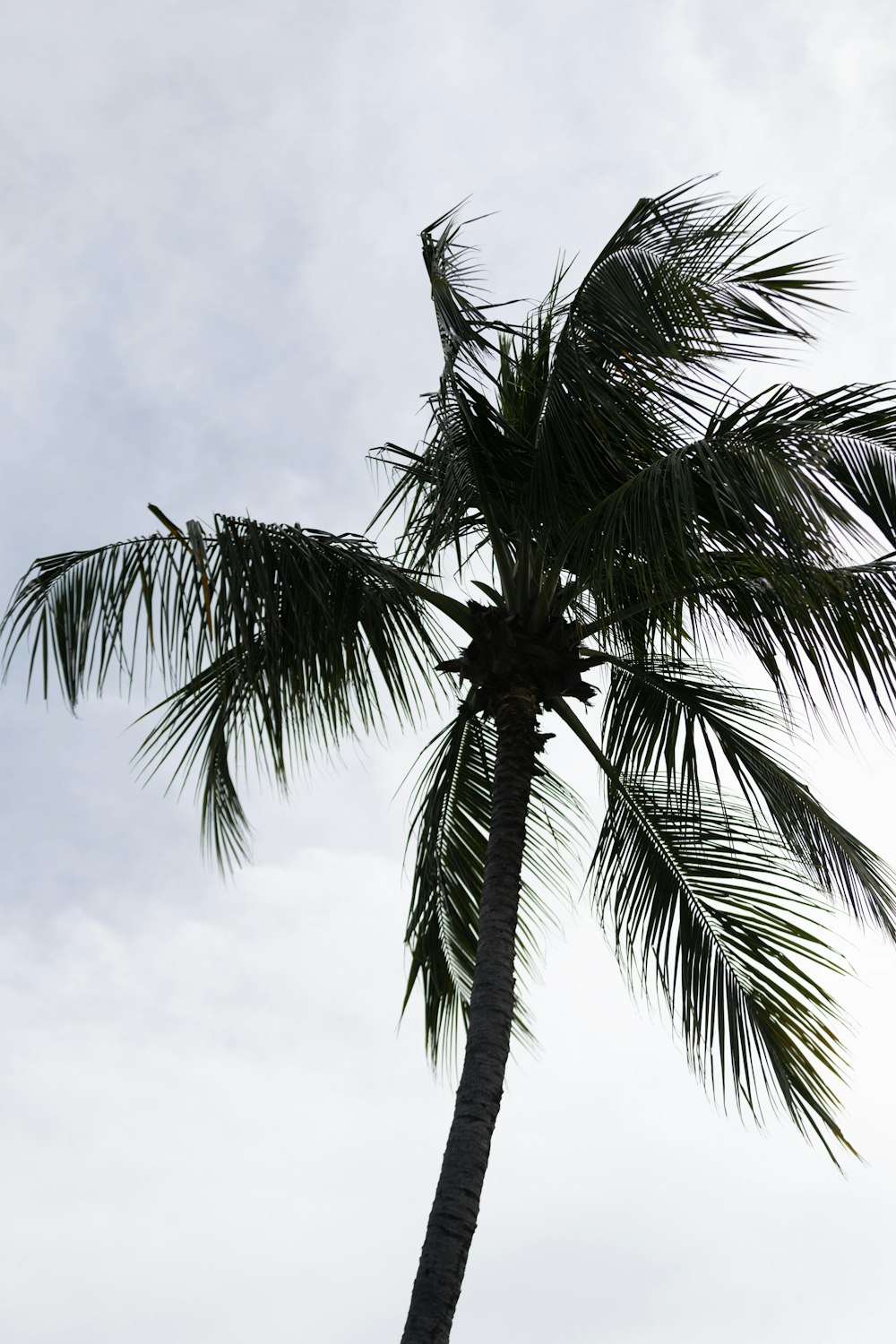 una spiaggia con una palma