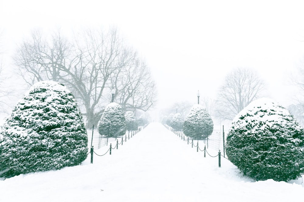 a row of trees covered in snow in a park
