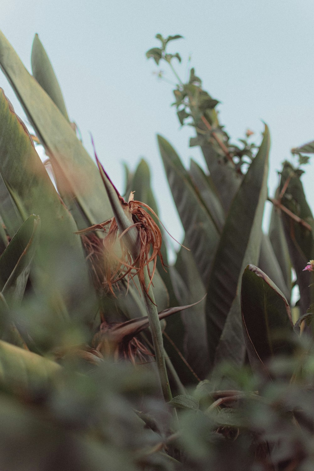 a bird sitting on top of a green plant