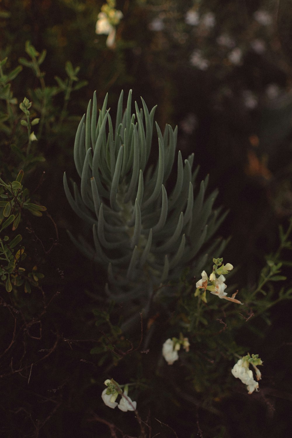 a close up of a plant with white flowers