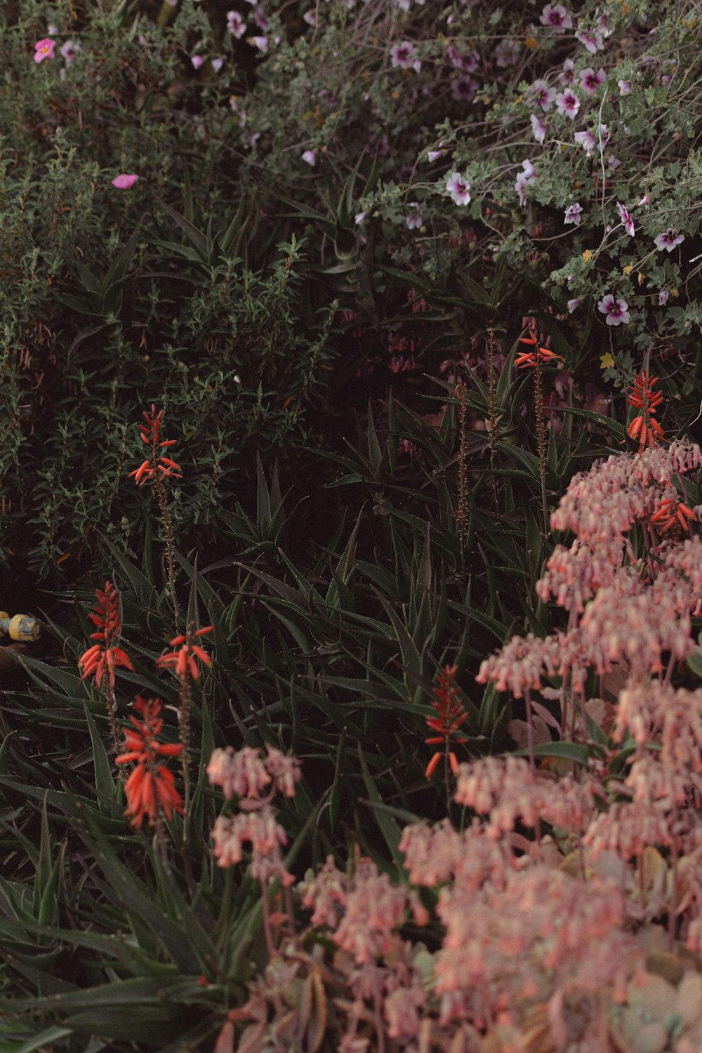 a bunch of flowers that are in the grass