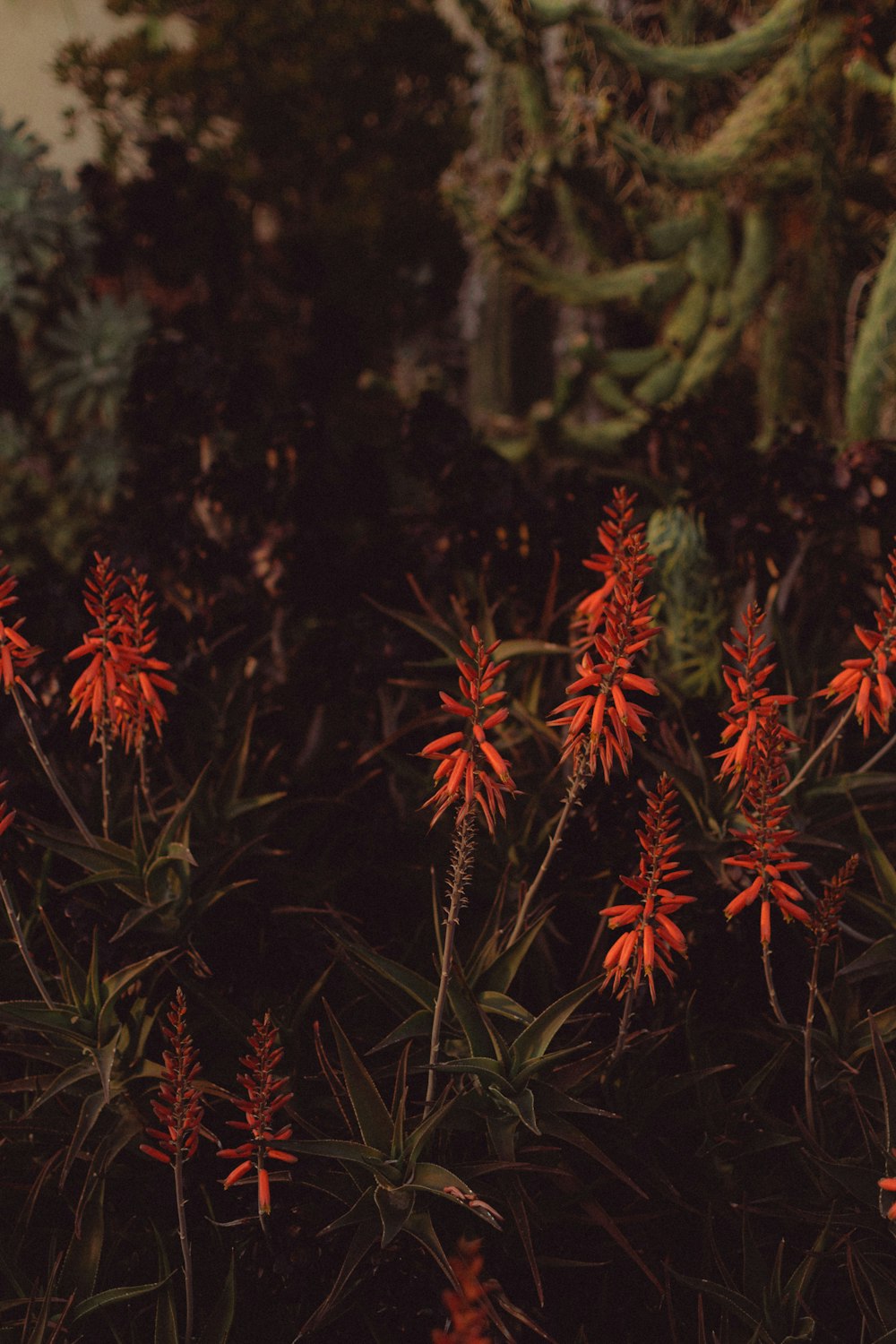 a bunch of red flowers that are in the grass