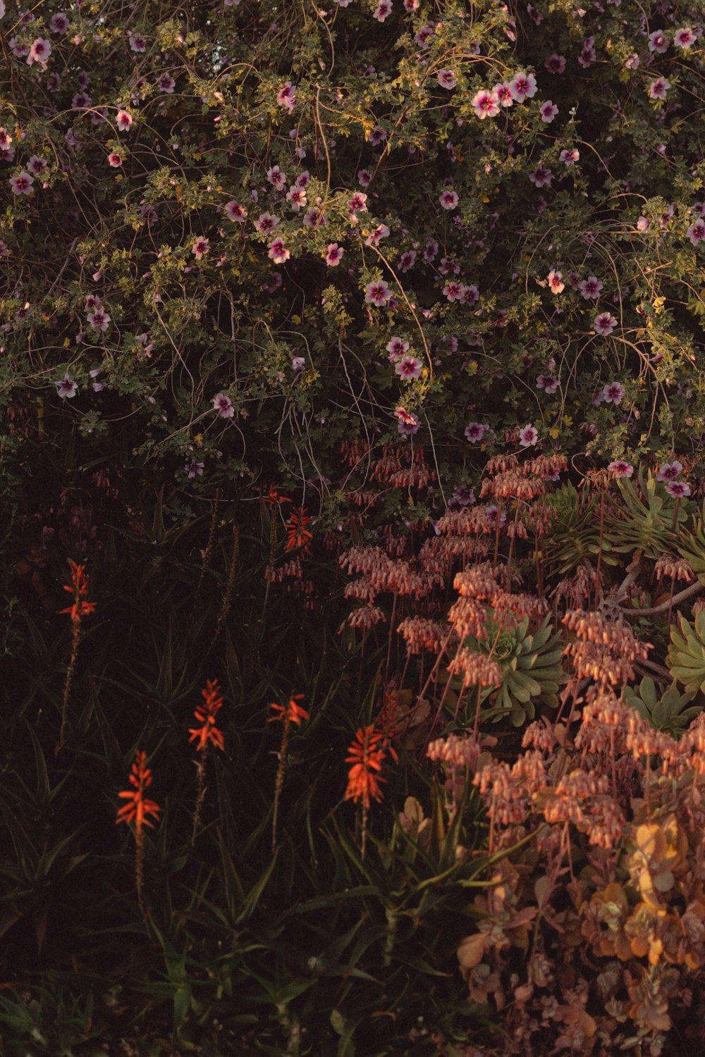 a bunch of flowers that are in the grass