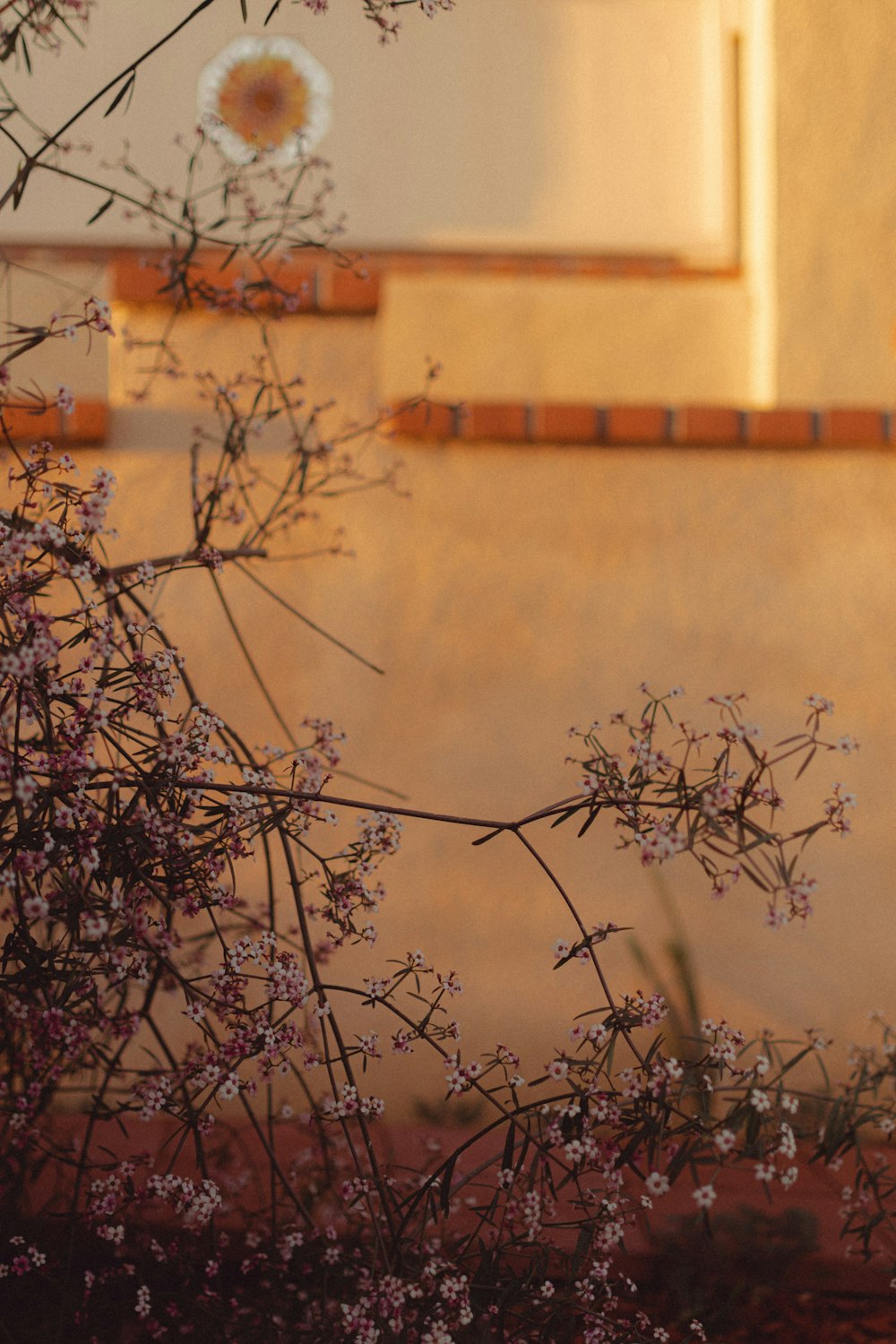 a small bush with purple flowers in front of a building