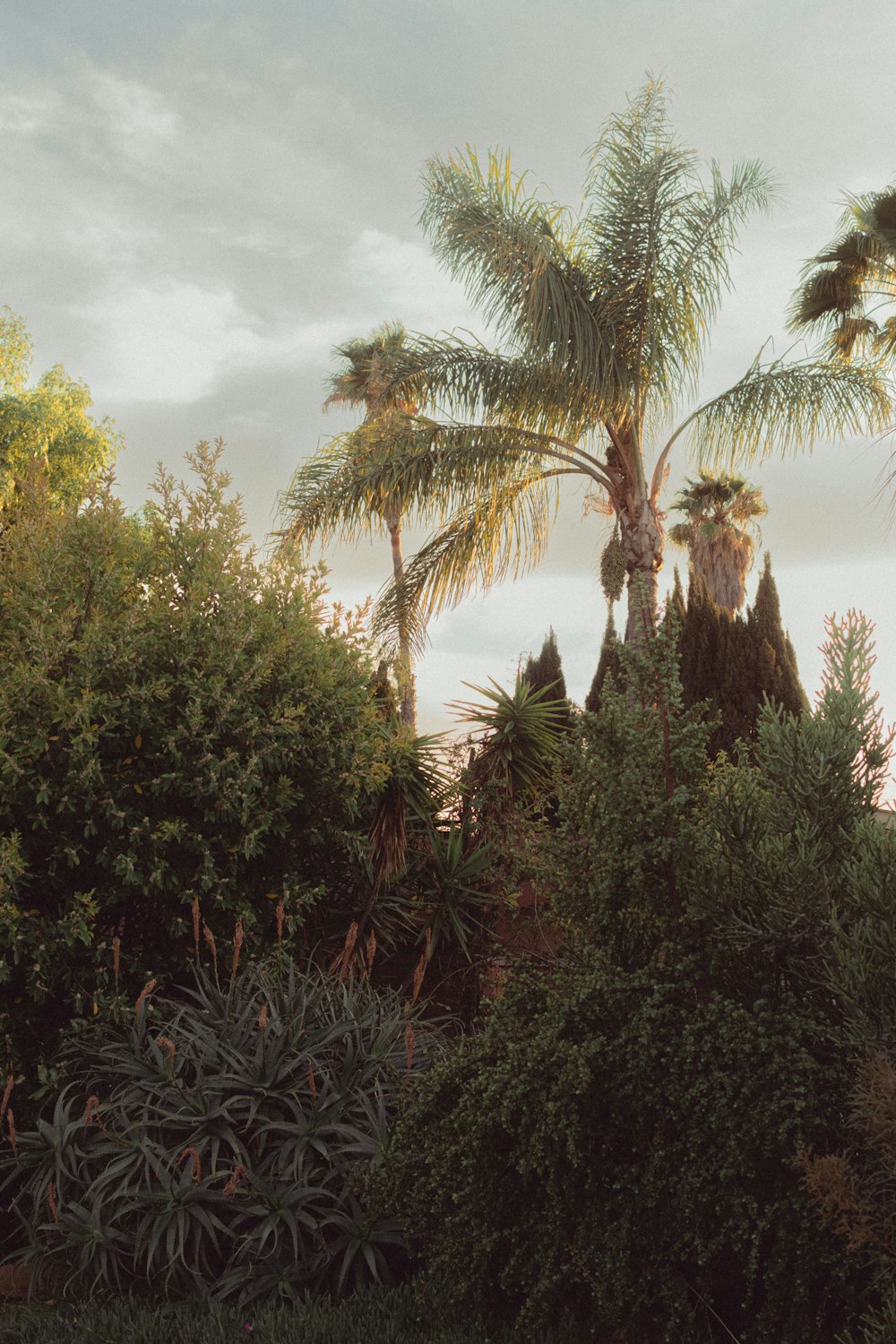 a couple of palm trees sitting next to a lush green forest