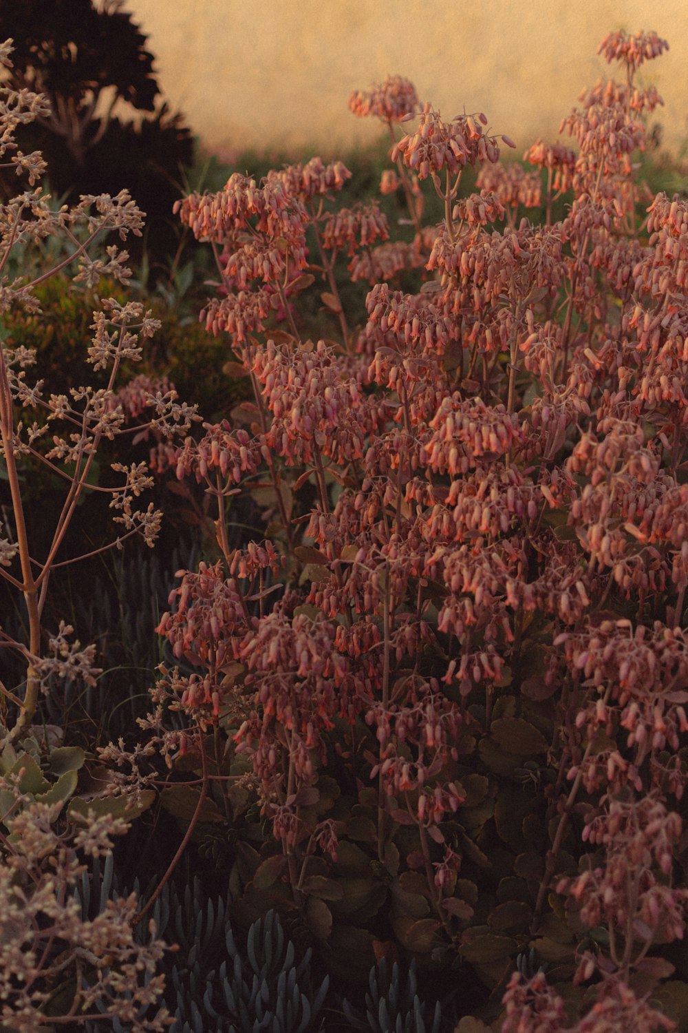 a bunch of purple flowers in a garden