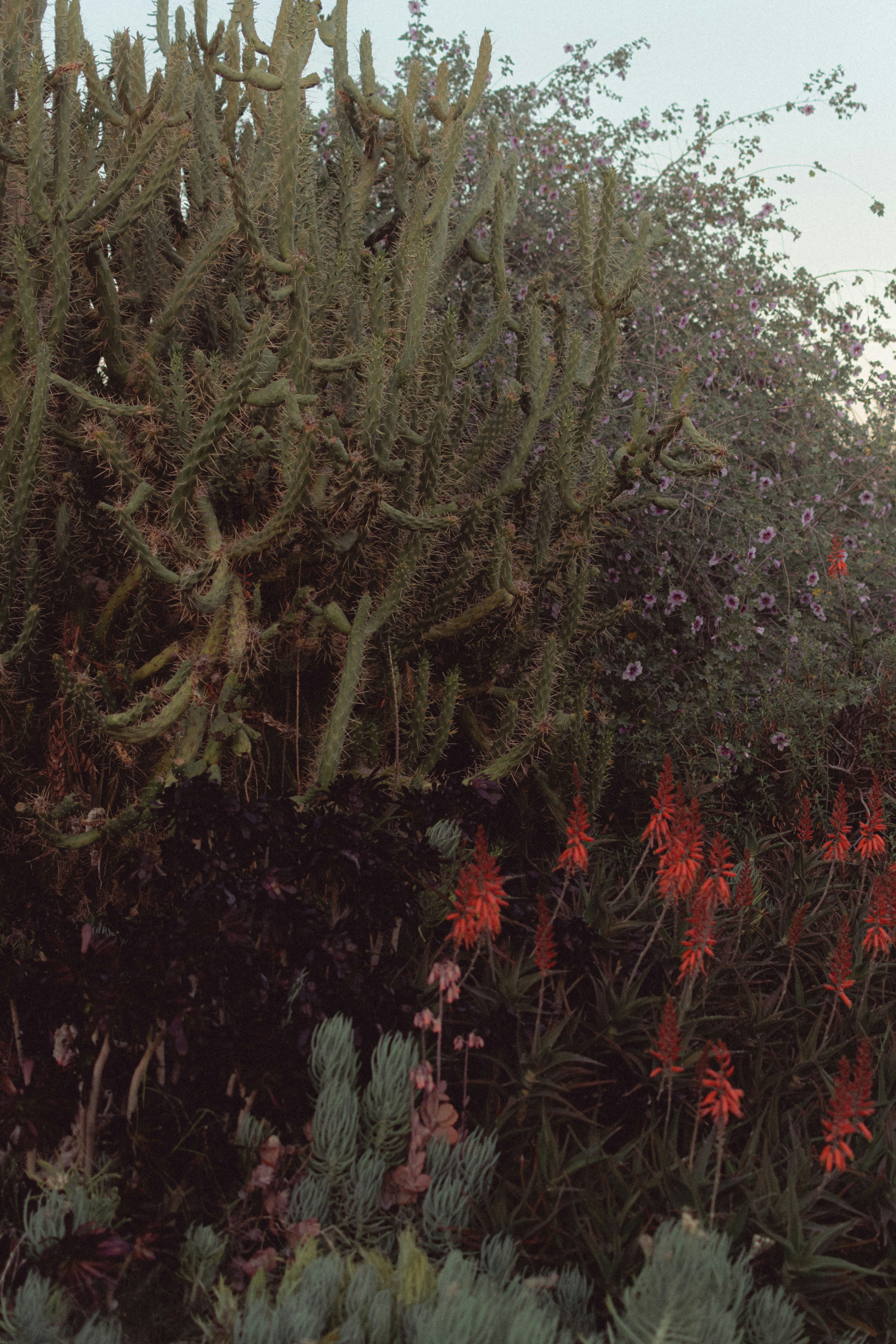 ein Bündel Pflanzen, die nebeneinander stehen