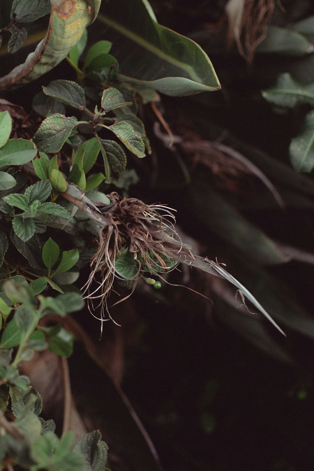 a close up of a plant with roots