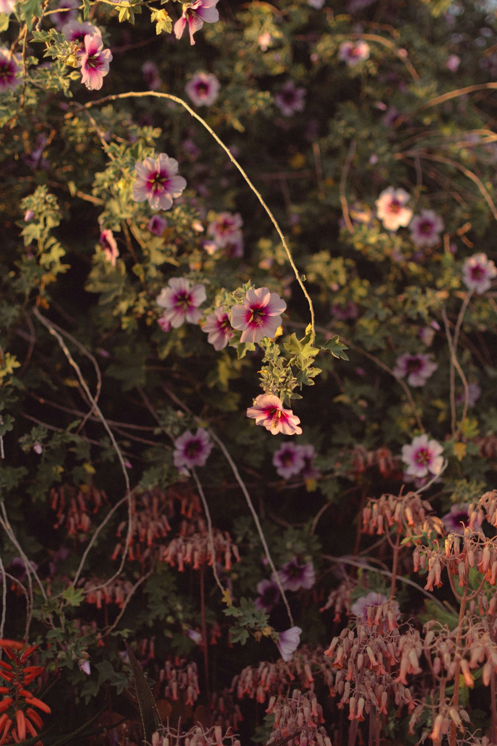 a bunch of flowers that are growing on a tree