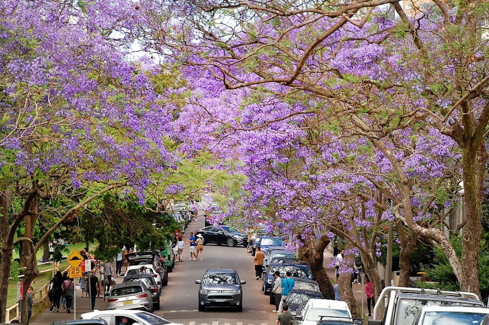 a street filled with lots of purple flowers