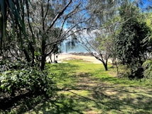 A lush, green pathway leads through a grove of trees towards a sandy beach with gentle waves in the background. Sunlight filters through the branches, casting dappled shadows on the grass. The ocean is visible, extending to a blue horizon under a clear sky.