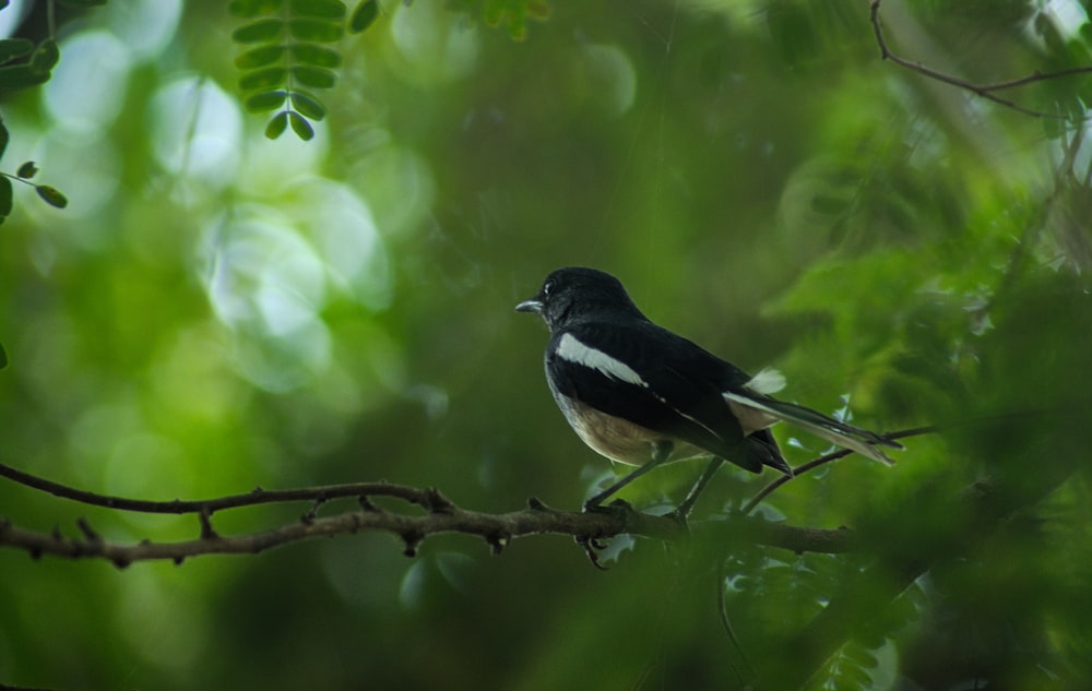 a black and white bird perched on a tree branch