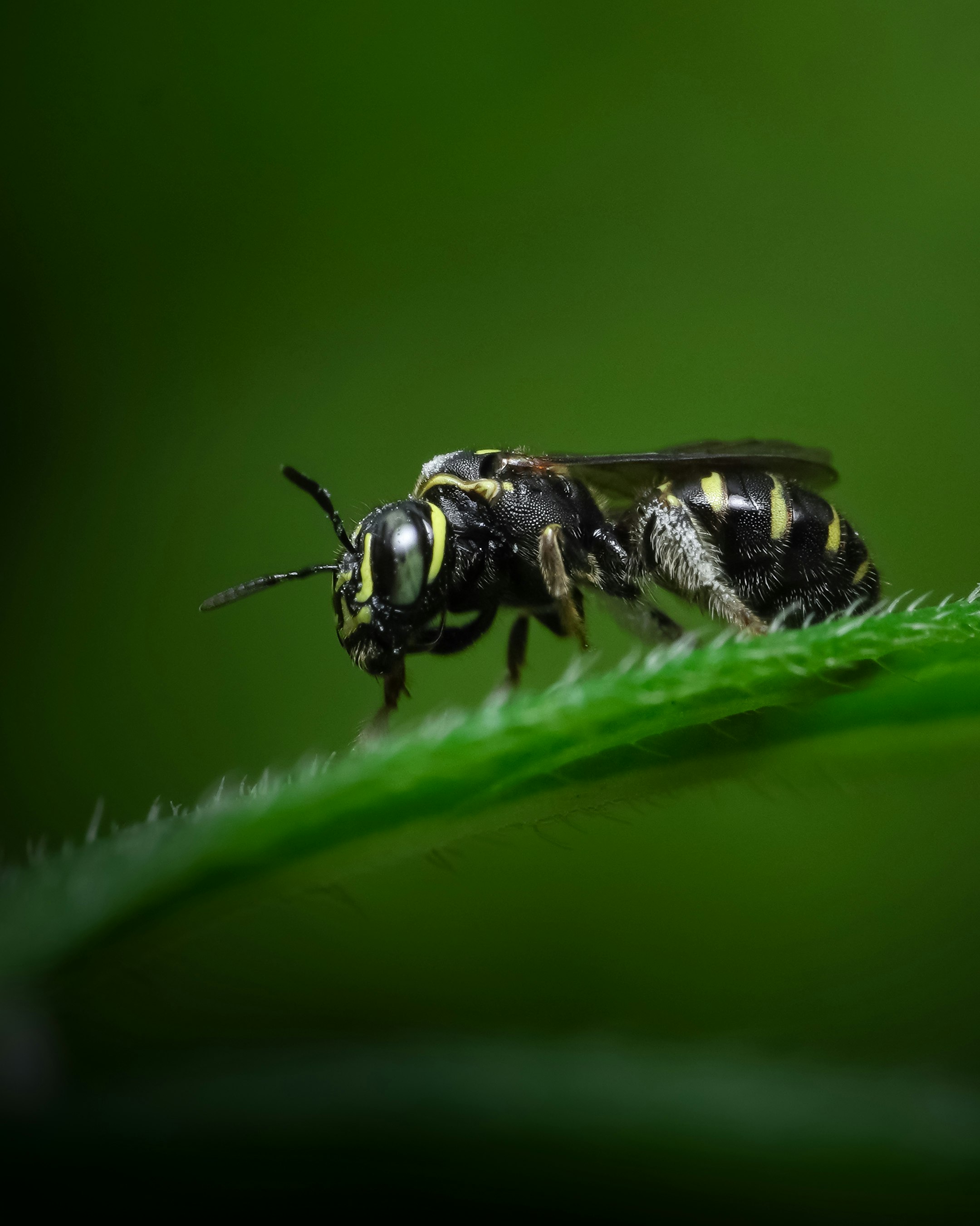 Photo de abeille charpentière par sahil muhammed