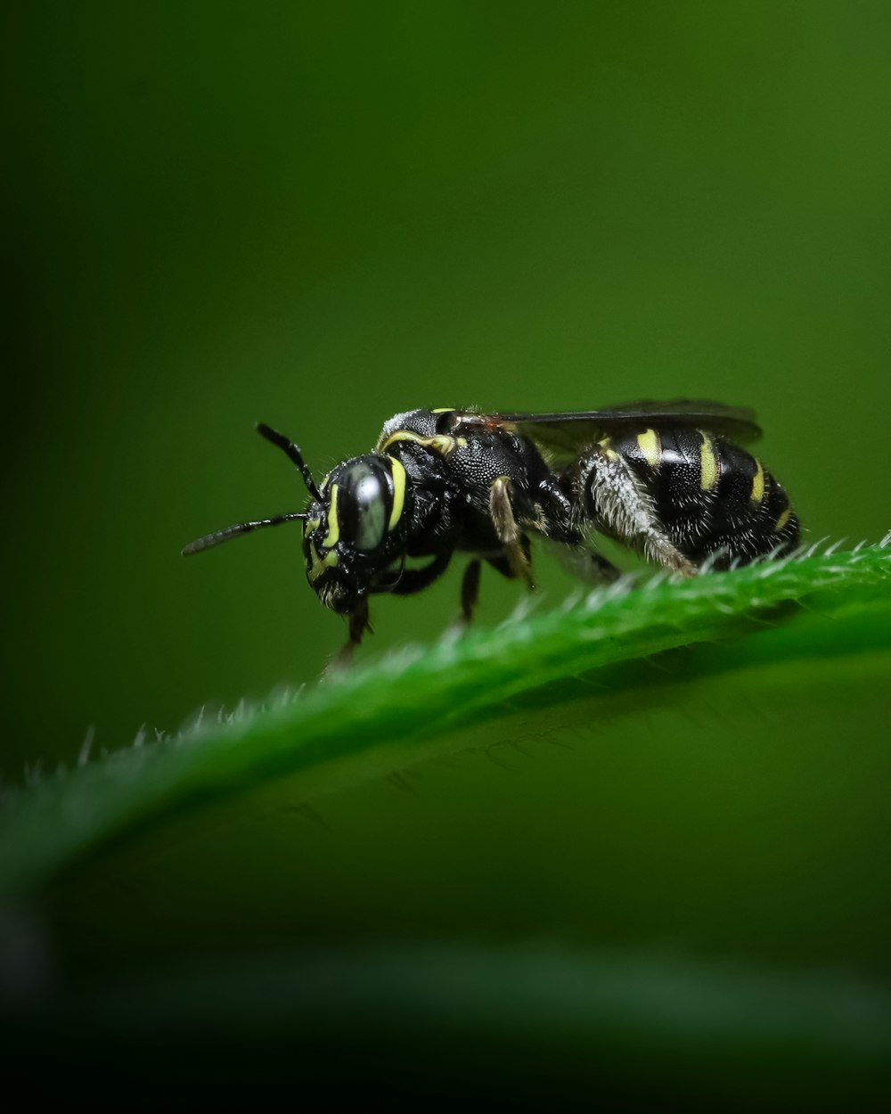 a black and yellow insect sitting on top of a green leaf