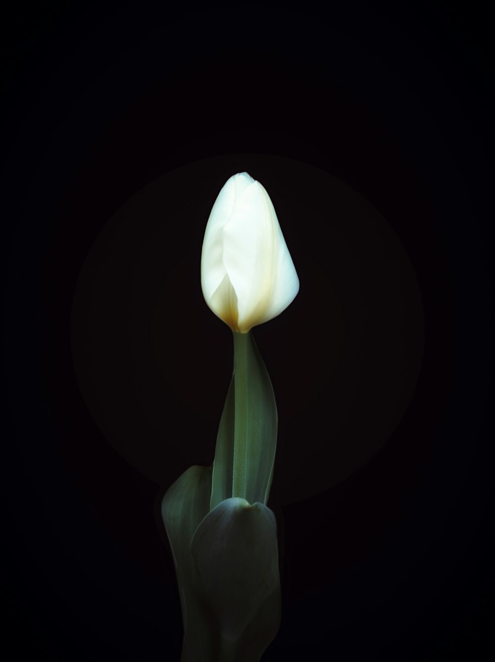 a single white flower in a dark room