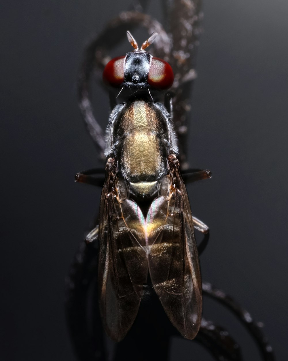 a close up of a fly on a black surface