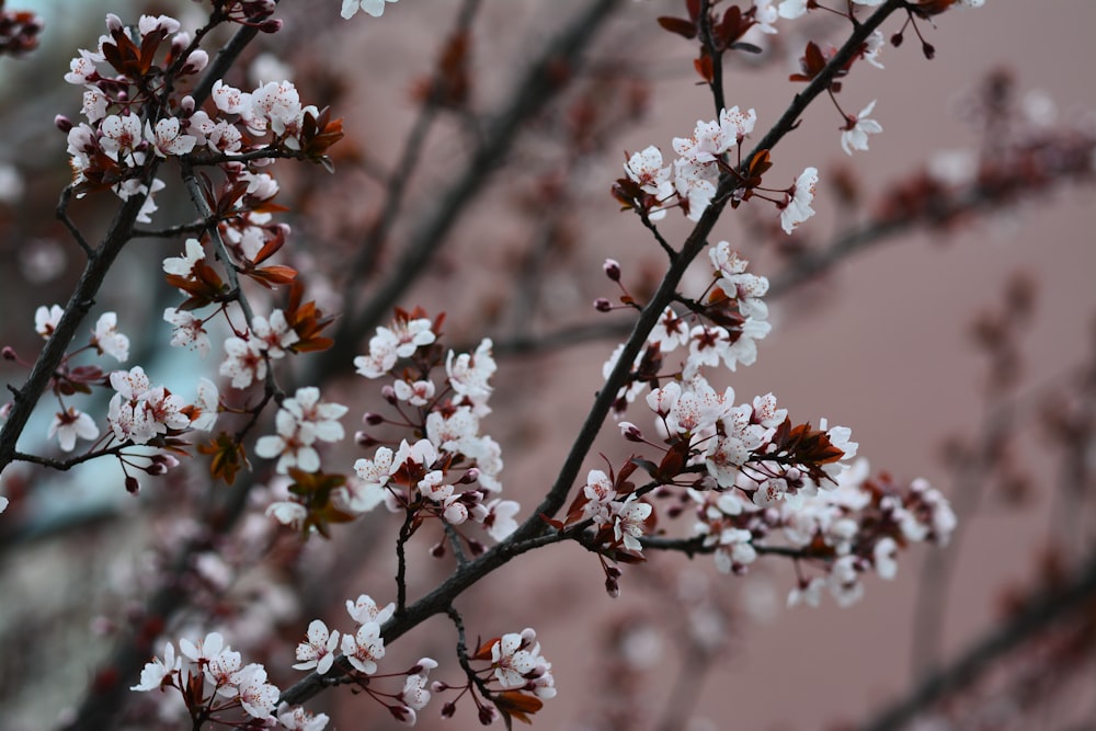 a close up of a tree with white flowers