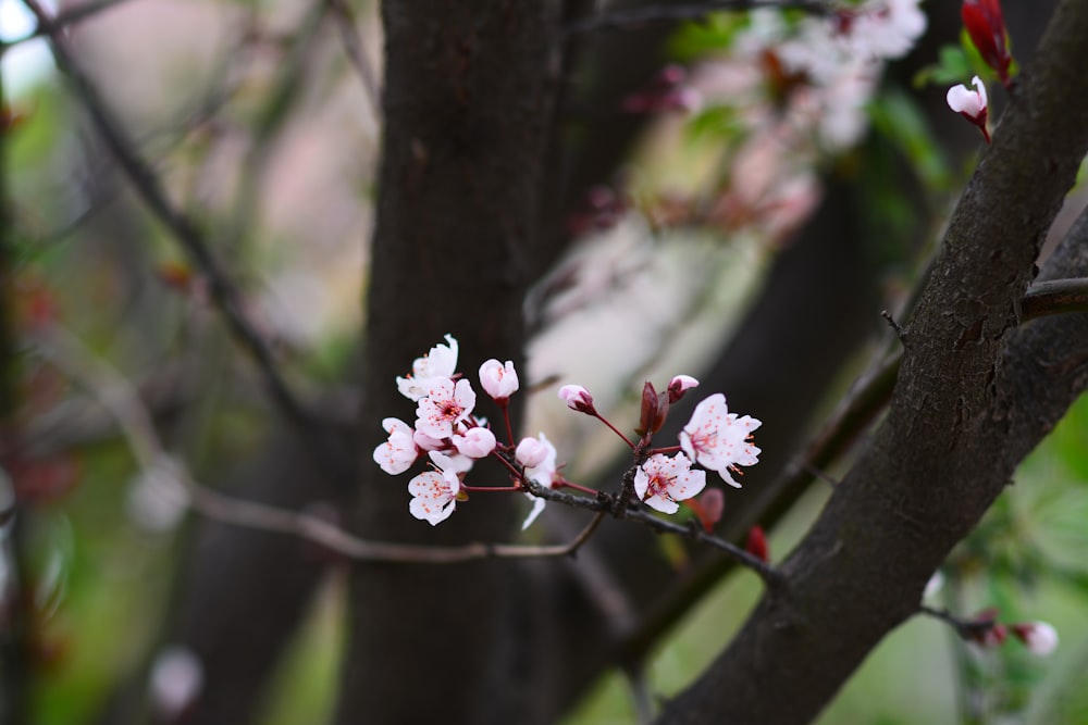 a branch of a tree with pink flowers