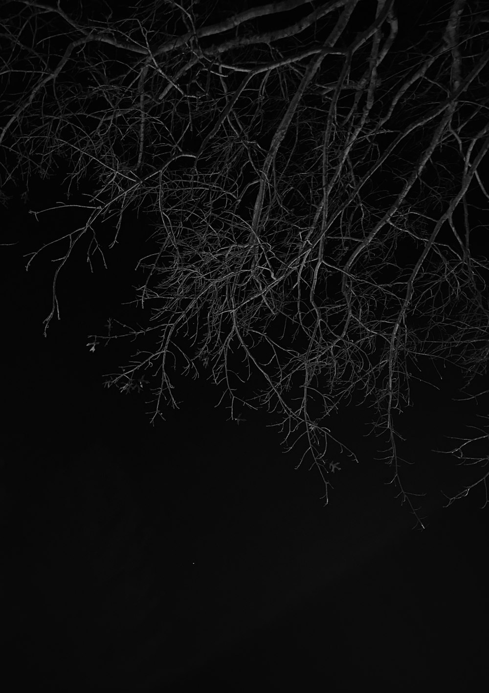 밤에 나무의 흑백 사진