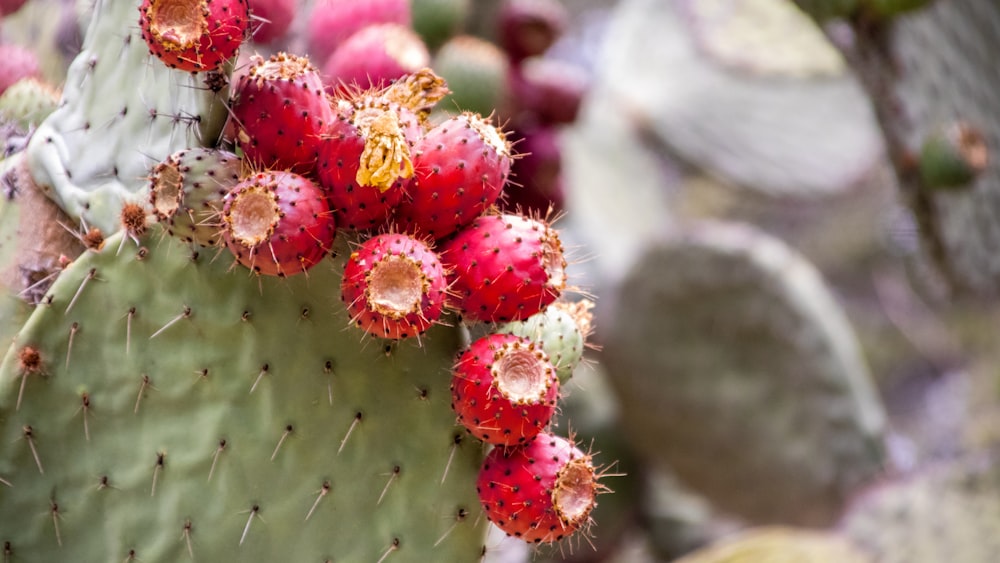 a close up of a cactus with small red flowers