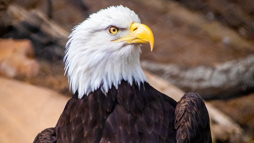 a close up of a bald eagle with a blurry background