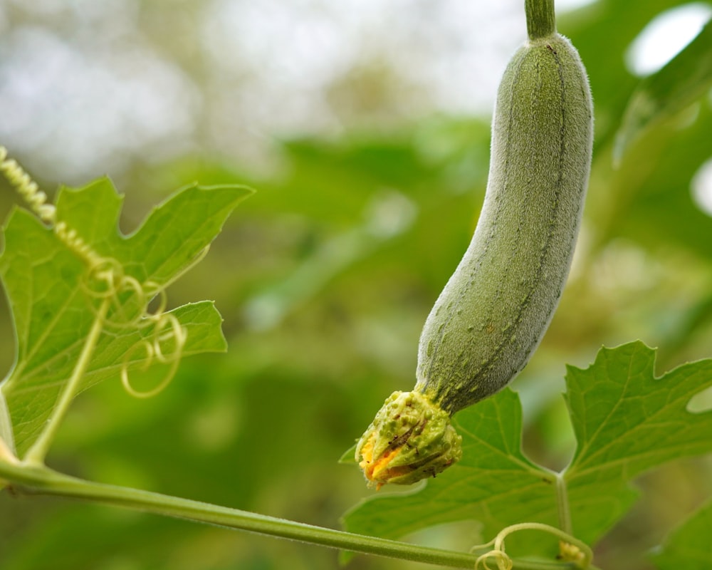 a cucumber is growing on a tree branch