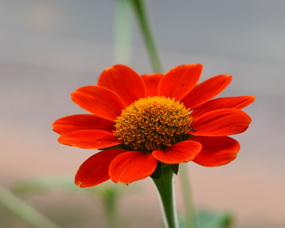 a close up of a flower with a blurry background