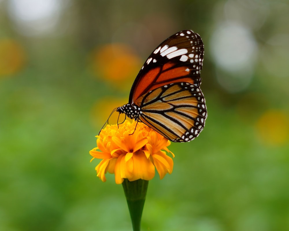 a butterfly sitting on top of a yellow flower