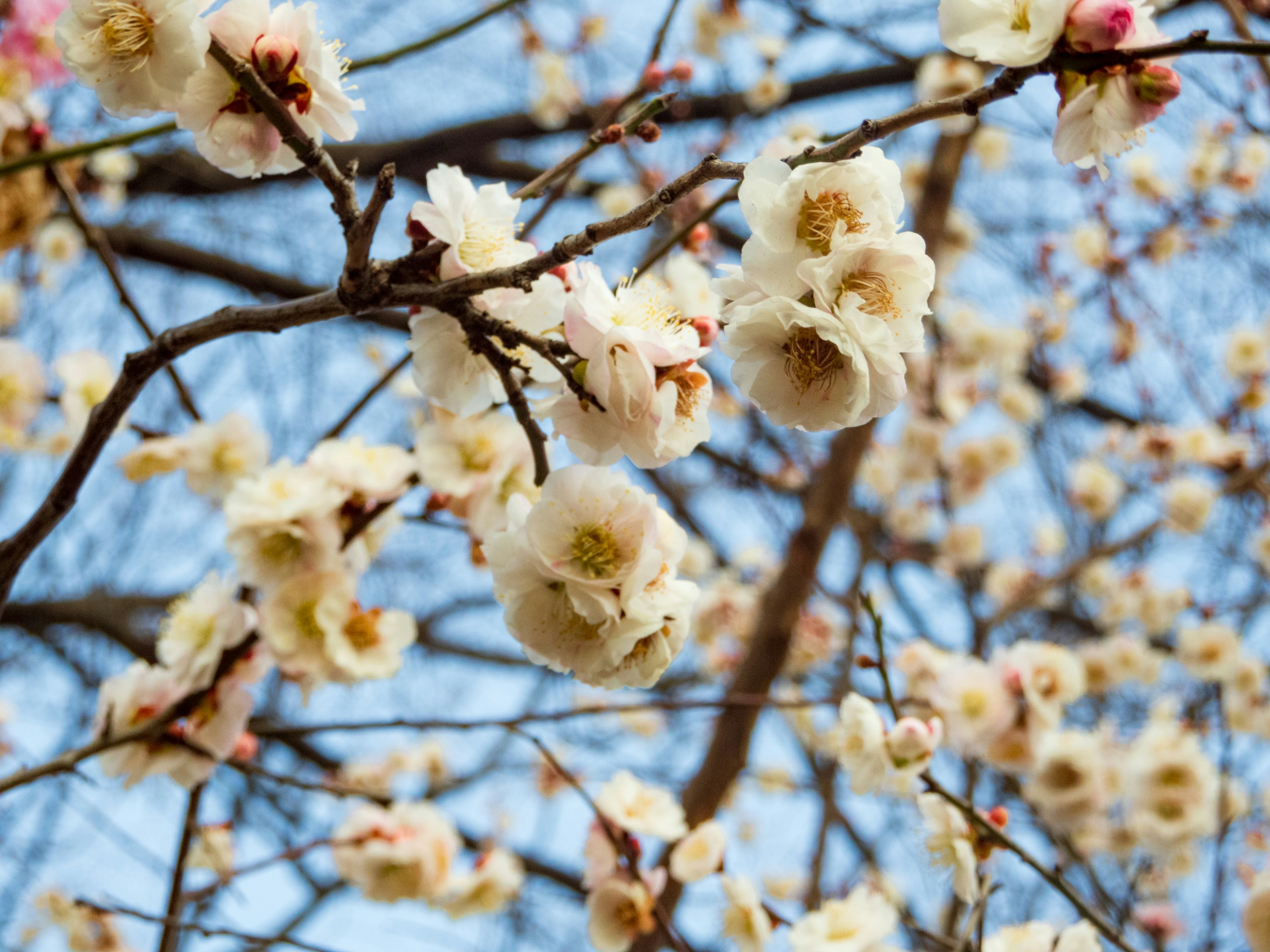 Photo by heppoko_yama