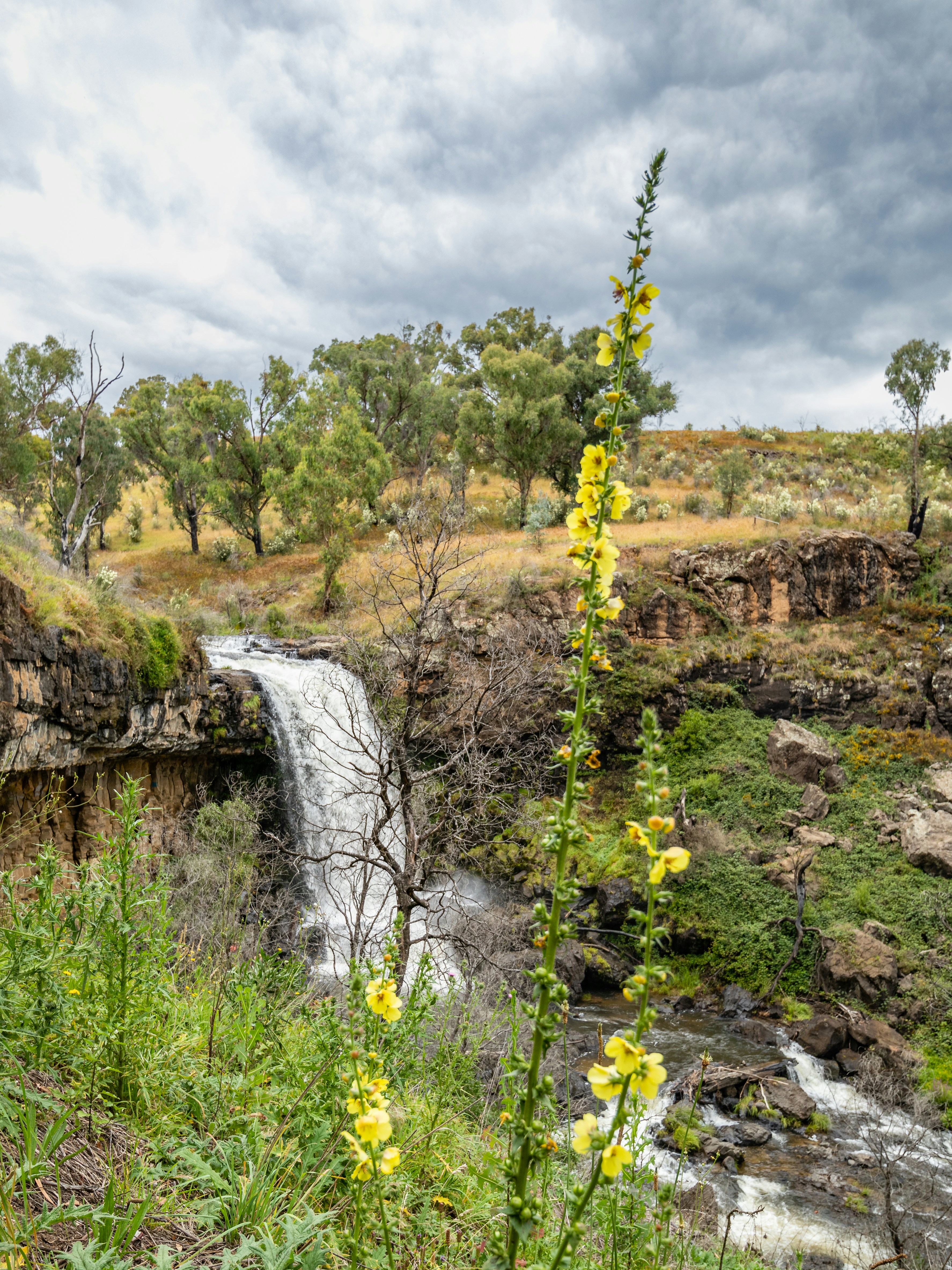 a small waterfall with yellow flowers in the foreground
