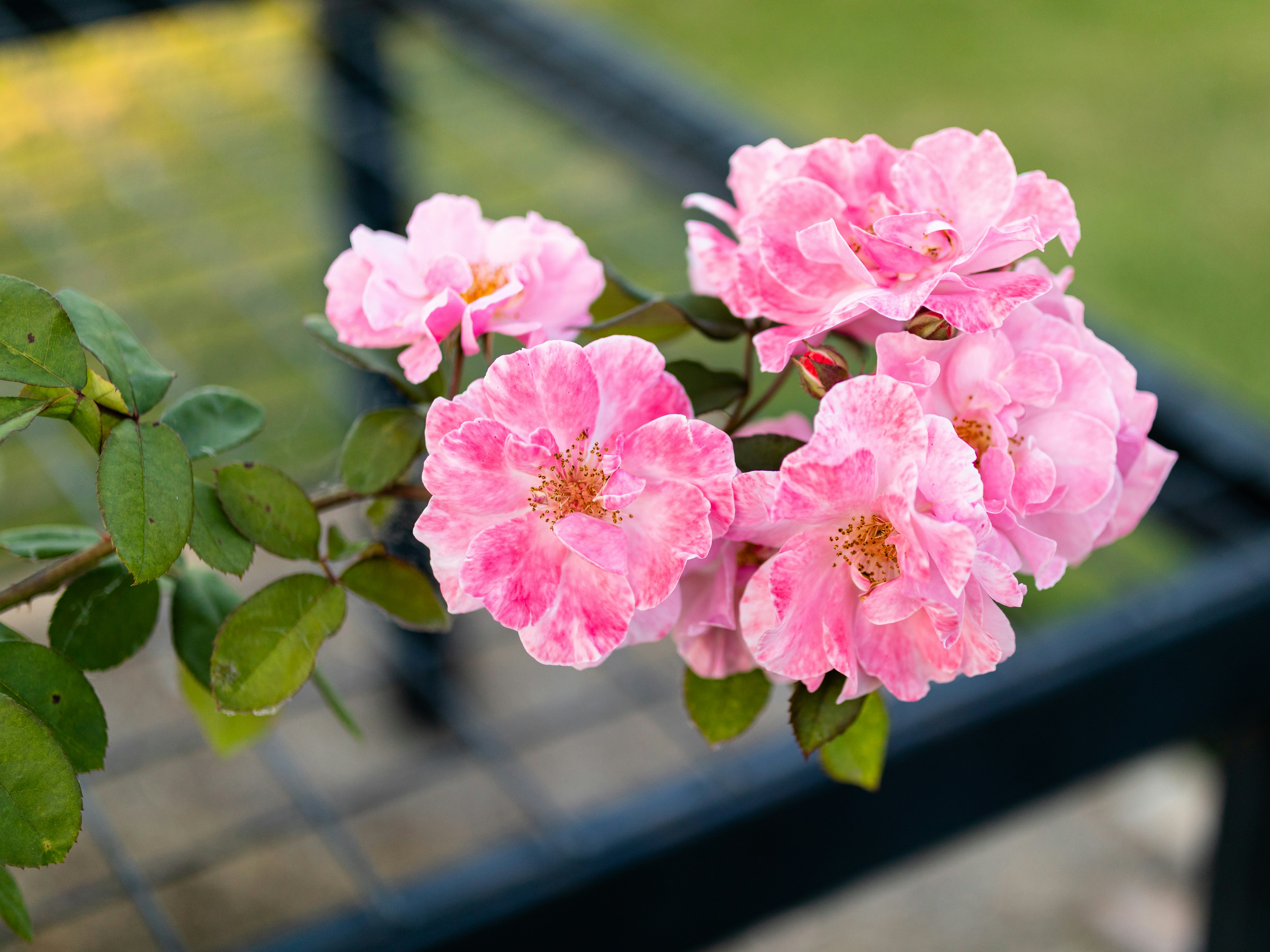 pink flowers blooming on a branch of a tree