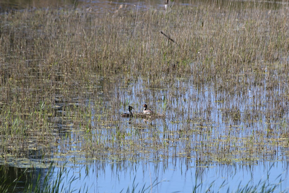 a duck floating on top of a body of water