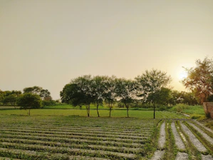 a field of crops with trees in the background