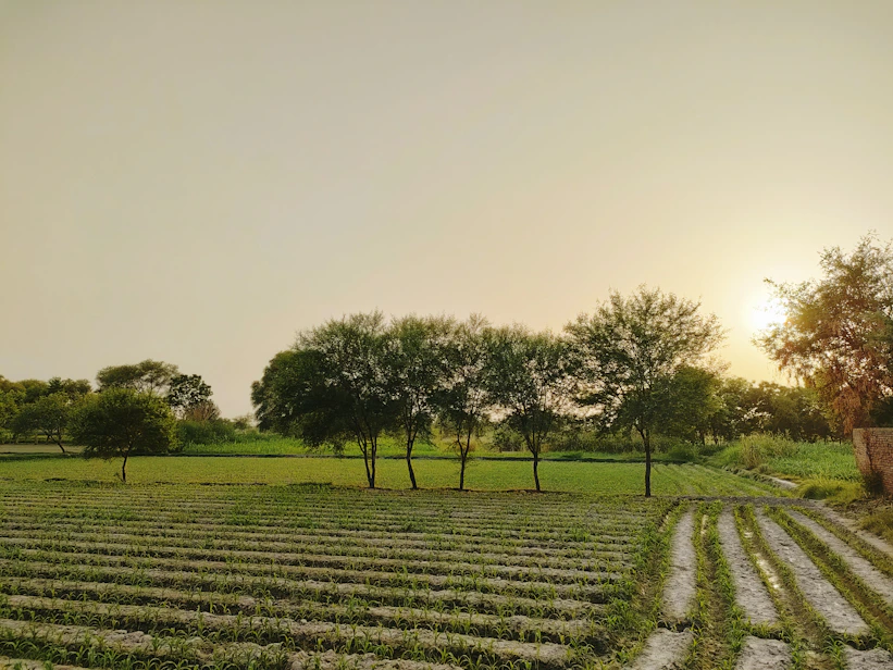 a field of crops with trees in the background