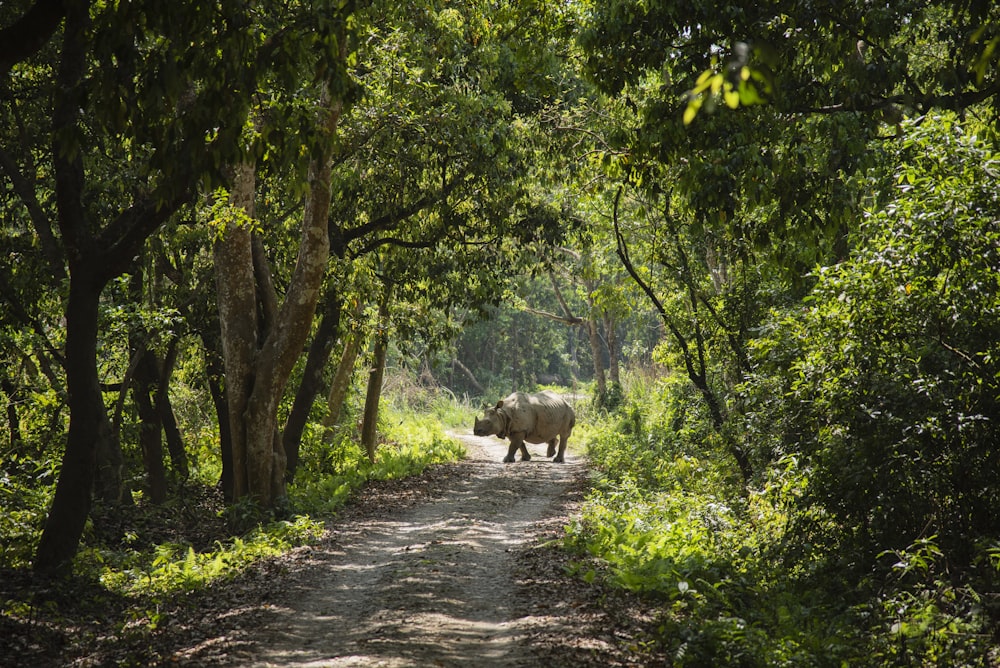 a rhino walking down a dirt road through a forest