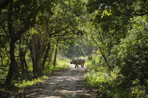 Rhino in Chitwan