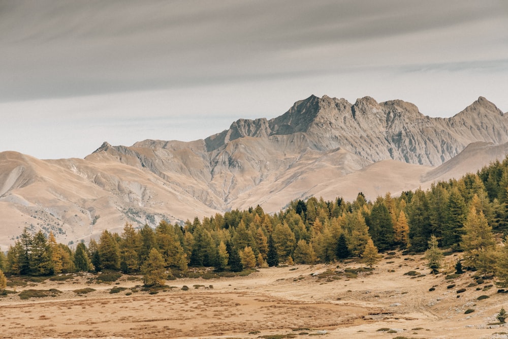 a mountain range with trees in the foreground