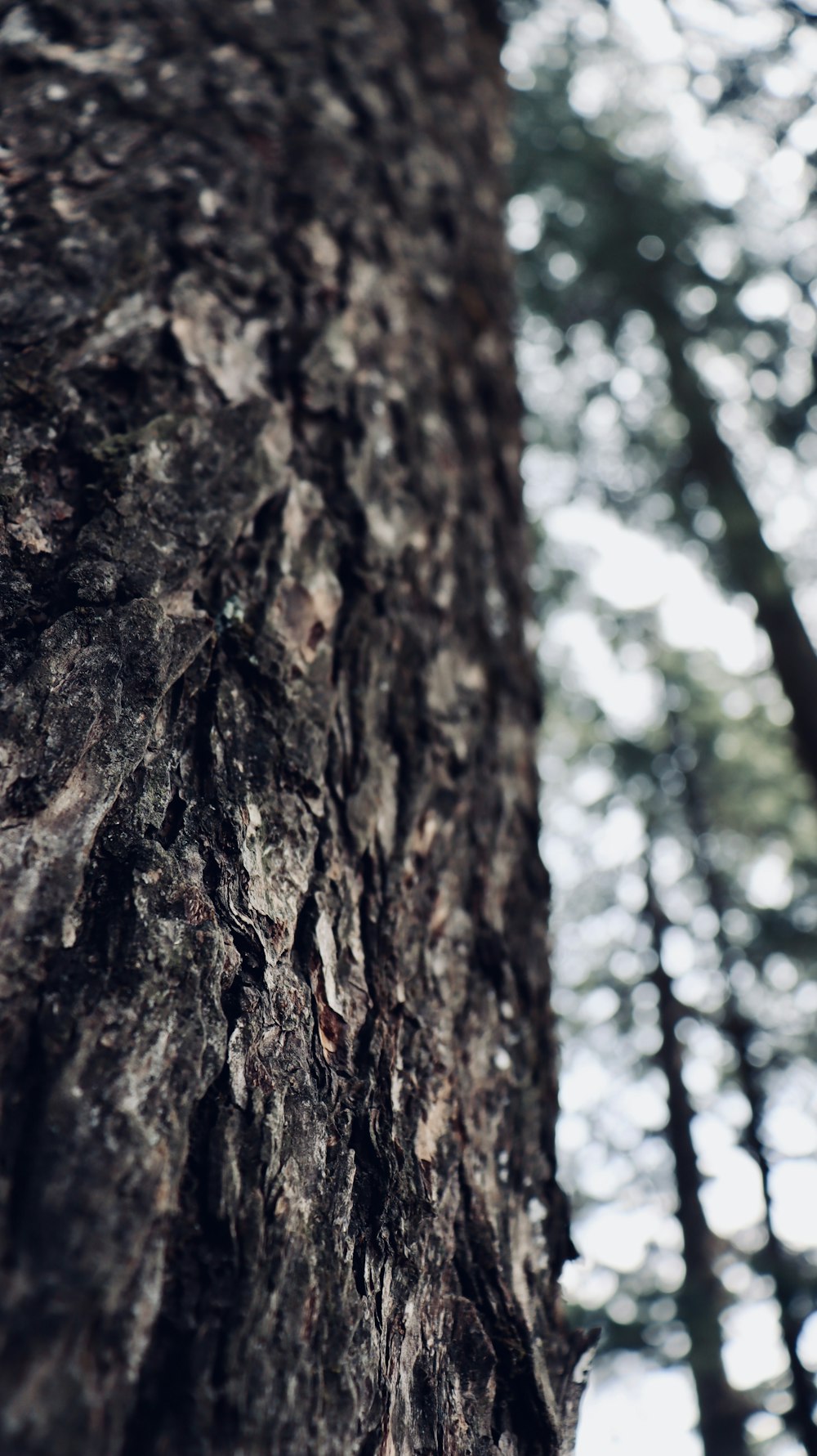 a close up of a tree trunk in a forest