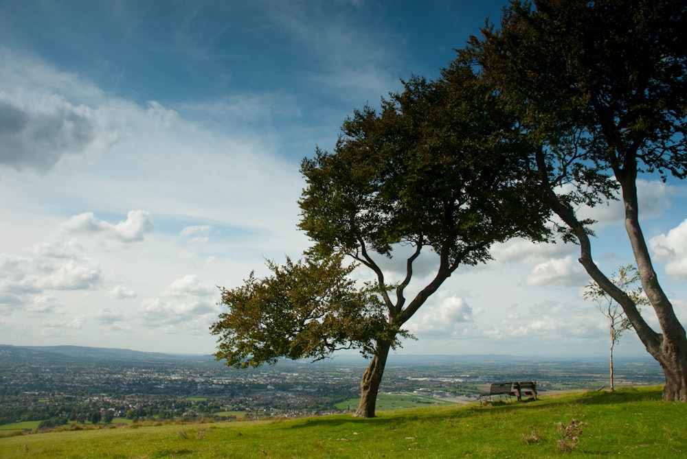 a couple of trees sitting on top of a lush green hillside